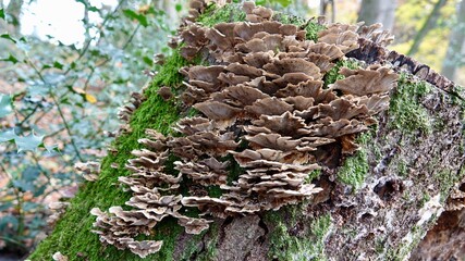 Pilze im herbstlichen Wald