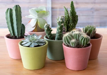 Foto op Plexiglas Cactus in pot Kleurrijke plantenpotten met cactussen en vetplanten voor een raam. De potten zijn met de hand beschilderd in Annie Sloan krijtverf en het project is uitgevoerd tijdens de corona-lockdown.