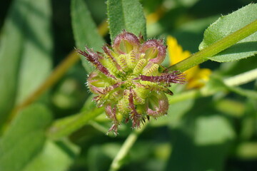 Field Marigold (Calendula arvensis)
