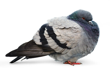 Cold common pigeon - 392052202