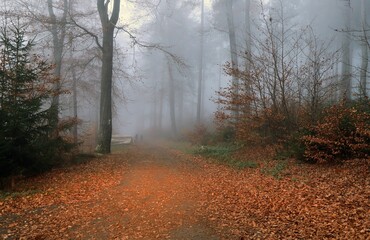 Herbstwald im Nebel