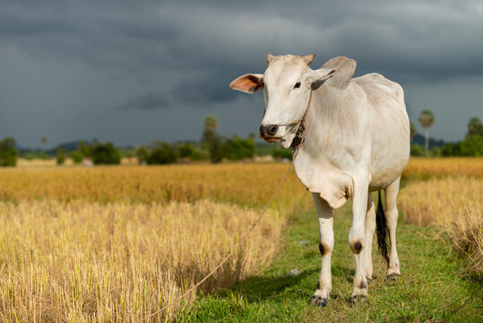 Cow out to graze in dry paddy field, Cambodia.