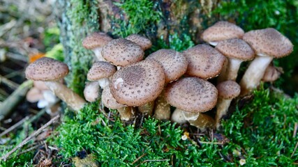 Pilze im herbstlichen Wald