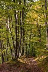 Fototapeta na wymiar Jankovac forest in UNESCO Geopark Papuk