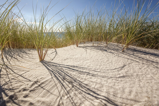 Strandhafer (Ammophila arenaria)