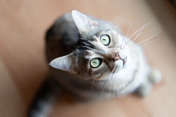 Portrait of a striped cat