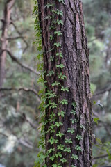 tronco con enredadera