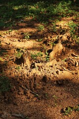 Termites in the forest. State Of Goa. India