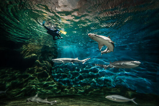 Young teenage girl swimming with sharks