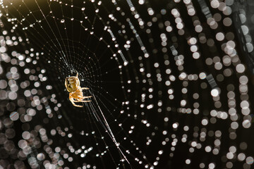 Tiny garden spider on web covered in morning dew drops