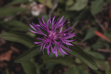 flower of a thistle