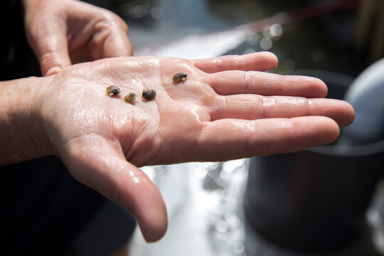 detail shot of baby clams on palm of hand