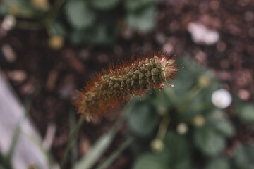 caterpillar on a branch