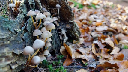 Pilze im herbstlichen Wald