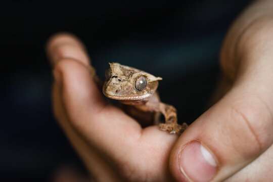 Juvenile Crested gecko held in child's hand