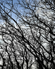 silhouette of a tree