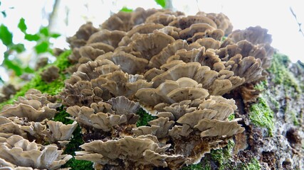 Pilze im herbstlichen Wald