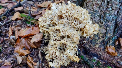 Pilze im herbstlichen Wald