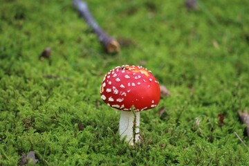 Amanite tue-mouches