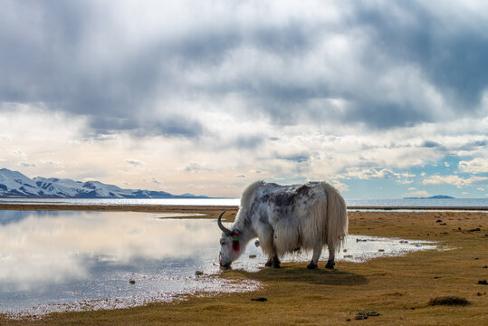Namtso Lake, Tibet 12 Oct 2014: Yak grazing late afternoon.