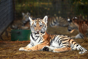 Portrait of a beautiful little tiger cub at the zoo, close up