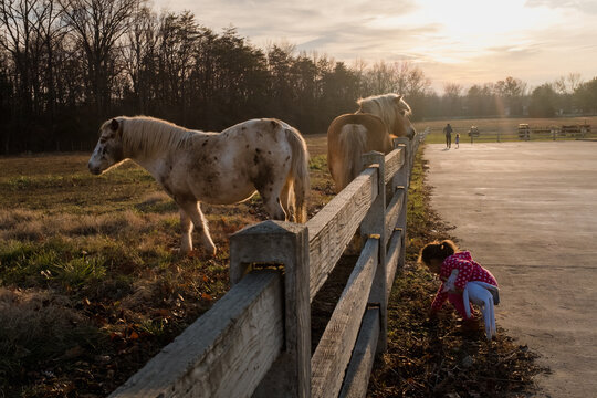 little girl playing near horses fenced in pasture