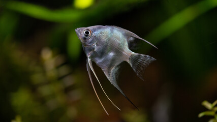Pterophyllum scalare fish in a planted aquarium whit black background and a lot of plants