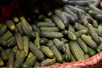 Cucumbers close up. Crispy fresh cucumbers close-up on the counter in the store. Fresh cucumbers background. 
