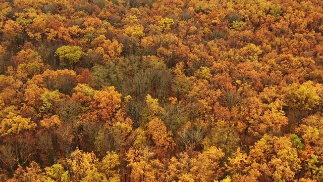 Drone flight over autumn fall forest with yellow leaves of bright orange color. Fall Autumn foliage season trees in temperate deciduous forest - Drone flying Tilt Down Reveal shot.