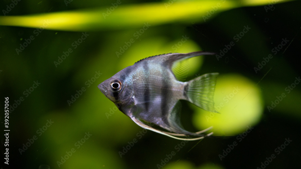 Wall mural Pterophyllum scalare fish in a planted aquarium whit black background and a lot of plants