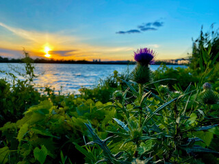 Thistle at Sunset