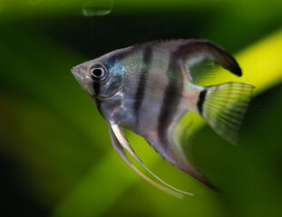 Pterophyllum scalare fish in a planted aquarium whit black background and a lot of plants