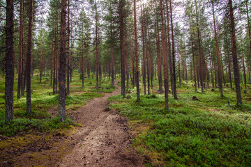 
Summer forest path among tall pines