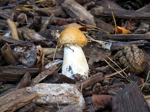 Pilz in der freien Natur