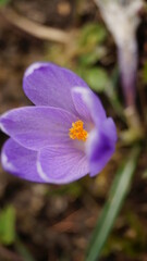 purple crocus flower