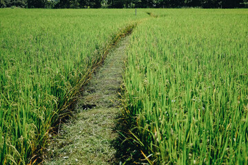 Fototapeta na wymiar walkway in rice paddy field.