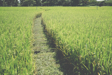 walkway in rice paddy field.