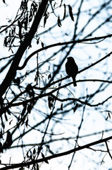 A lone bird sits on a branch in the thickets against the backlight.
