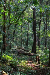 Obraz premium Jungle. State Of Goa. India