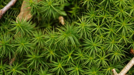 green moss background