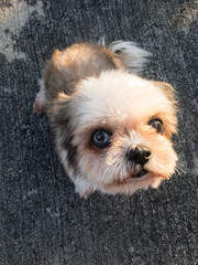 Portrait of puppy Shih Tzu dog