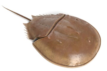 3D Illustration of a Horseshoe Crab