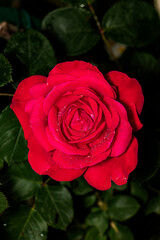 rosa rossa con rugiada mattutina