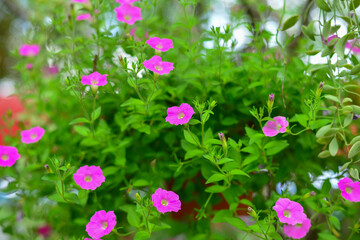 pink flowers in the garden