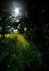 Fototapeta na wymiar sun rays in the forest