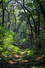 Fototapeta na wymiar Jungle. State Of Goa. India