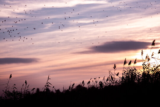 Vögel am Abendhimmel mit Schilf