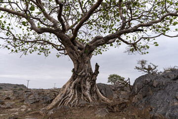 Fototapeta na wymiar baobab tree in Oman 