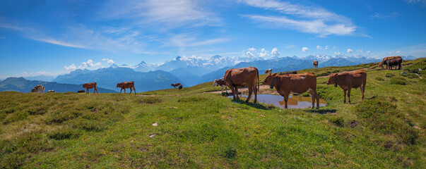 group of milker cows at alpine pasture Niederhorn mountain, with view to bernese alps and glacier
