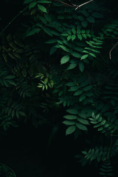 Dark green leaves bushes background